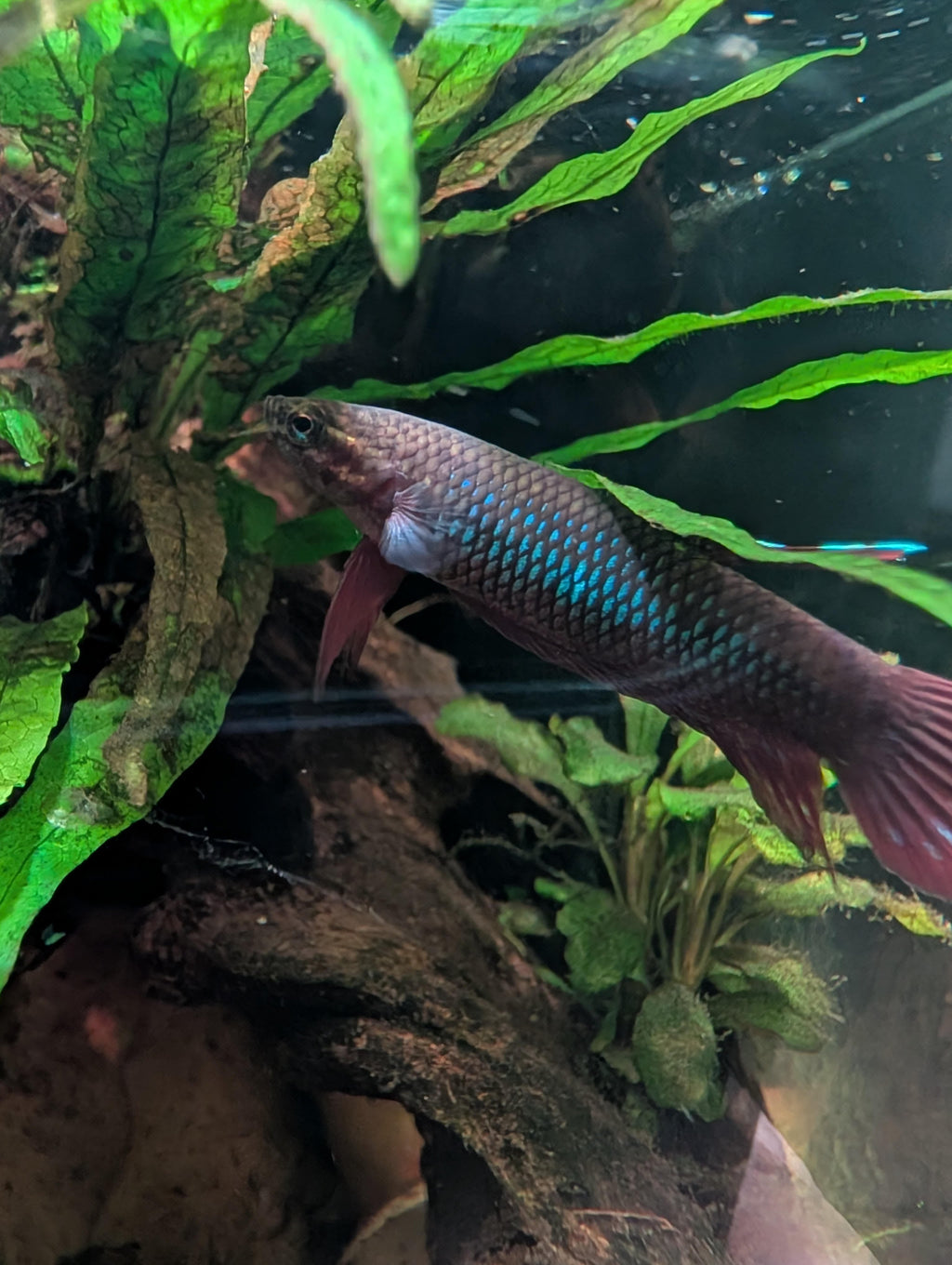 Retratos acuarofilos-Betta coccina, Jambi, por Jose Cuiñas.