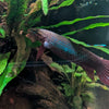 Retratos acuarofilos-Betta coccina, Jambi, por Jose Cuiñas.
