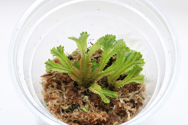 SELAGINELLA GIGANTEA SP.BORNEO