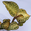 ORQUIDEA ANOECTOCHILUS ROXBURGUII " WHITE - YELLOW"
