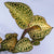 ORQUIDEA ANOECTOCHILUS ROXBURGUII " WHITE - YELLOW"