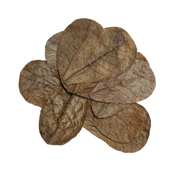 Hojas Catappa leaves