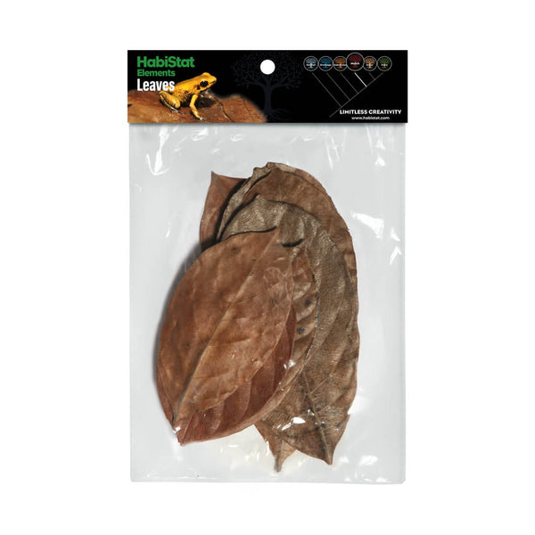 Hojas de Jackfruit leaves