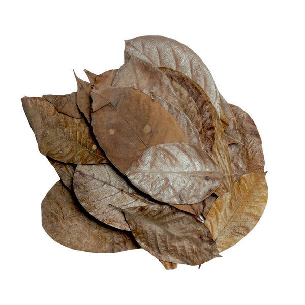 Hojas Mixed leaves