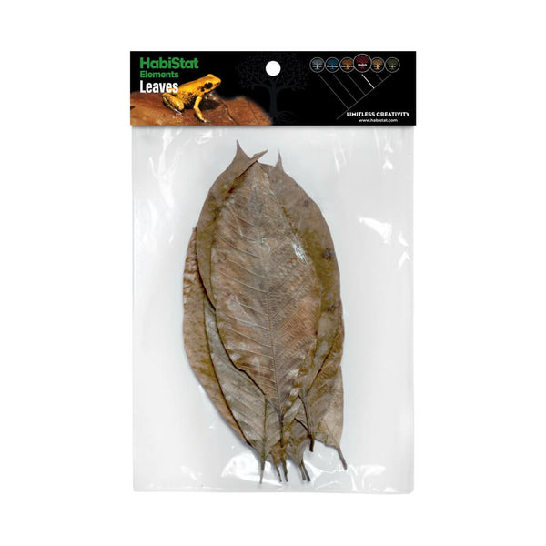 Hojas Rubber leaves