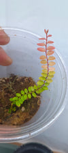 MARCGRAVIA SP. LIMON