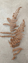 HOJAS DE HELECHO (PTERIDIUM AQUILUM)
