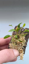 LEPANTHES MARIPOSA