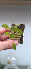 LEPANTHES TORTUOSA