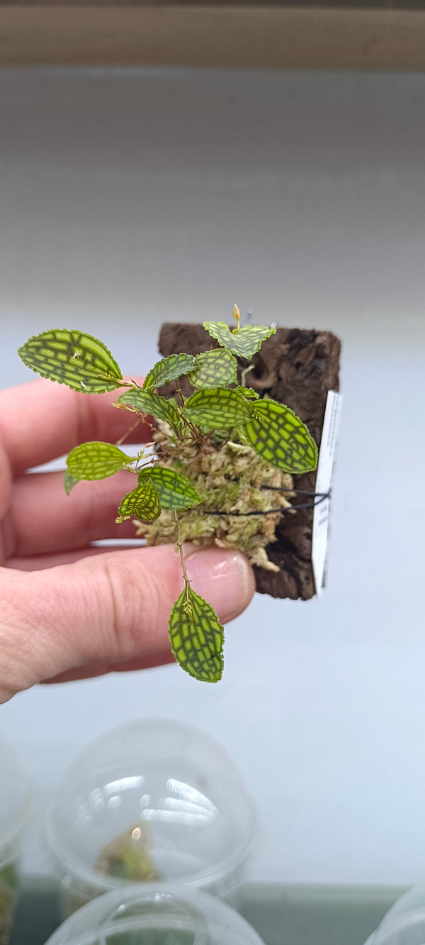 LEPANTHES TORTUOSA