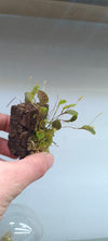 LEPPANTHES VOLADOR