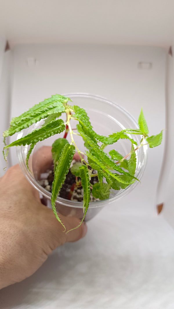 BEGONIA PTERIFORMIS "GREEN"