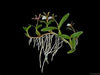 ORQUIDEA DINEMA POLYBULBON