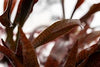 CRYPTOCORYNE SPIRALIS TIGER REDIN VITRO