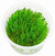 TAVIPHYLLUM GIANT MOSS IN VITRO