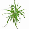 MICROSORUM PTEROPUS TRIDENT