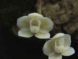 ORQUIDEA CHILOS CHISTA EXUPEREI