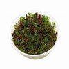 Rotala rotundipholia H´ra in vitro