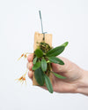 ORQUIDEA BULBOPHYLLUM TAIWANENSE