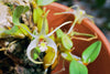 DIPLOCAULOBIUM CHYSOTROPIS