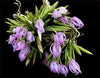 Orquidea Leptotes unicolor