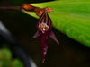 Orquidea Pleurothallis secunda