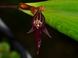 Orquidea Pleurothallis secunda