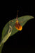 Orquidea Restrepia mohrii