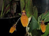 Orqidea Restrepia striata