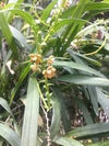 Orquidea Encyclia maculosa