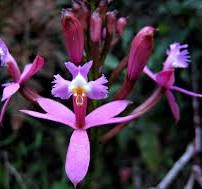 EPIDENDRUM LACEUN