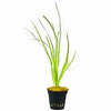 VALLISNERIA SP. RUBRA