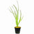 VALLISNERIA SP. RUBRA