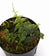 HELECHO TERATOPHYLLUM ROTUNDIFOLIUM