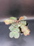 BiOPHYTUM SP NAPO