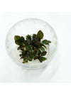 Echinodorus remi in vitro