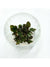 Echinodorus remi in vitro