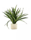 Eriocaulon sp. 'dong ha'