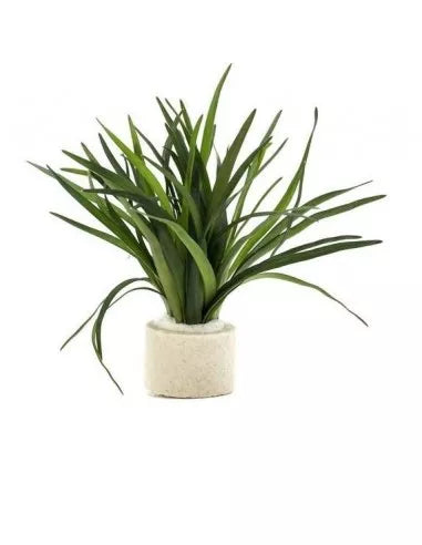 Eriocaulon sp. 'dong ha'