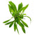 Helanthium Bolivianum "Magdalenensis"