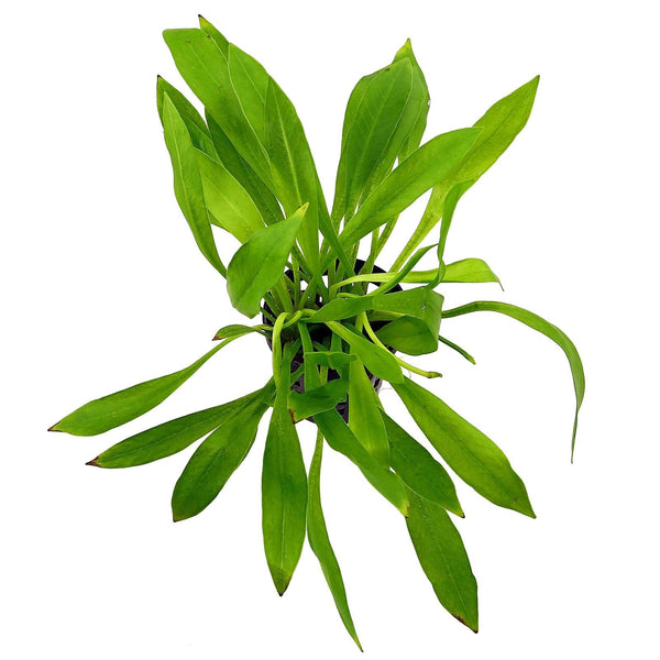 Helanthium Bolivianum "Magdalenensis"