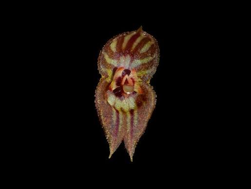 Orquidea Lepanthes mulleriana