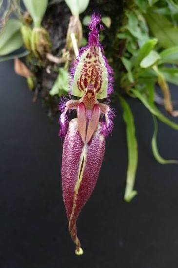 Orquide Bulbophyllum fascinator