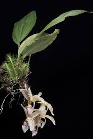 ORQUIDEA STANOPHEA DODDSONIANA