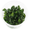 BUCEPHALANDRA SP CATHERINE IN VITRO