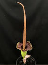 Amorphophalus konjac