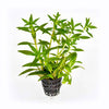 Limnophila Aromática