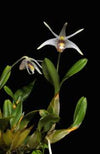 DIPLOCAULOBIUM CHYSOTROPIS