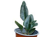 Helecho Elaphoglossum metallicum