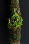 Orquidea Pleurothallis leptotifolia